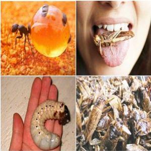 Bizarro – 10 insetos que podem servir para o alimento humano