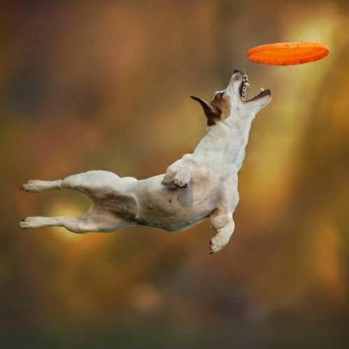 Fotos curiosas de cães voando