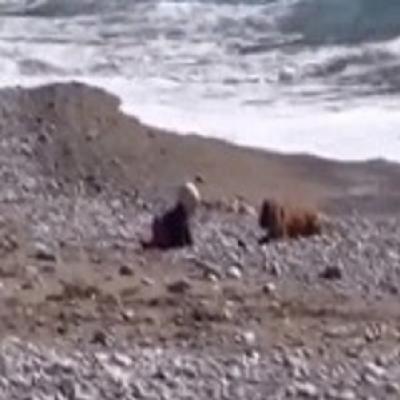 Cão impede bebê de se afogar em mar na turquia
