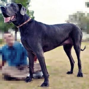 Giant george o cão mais alto do mundo