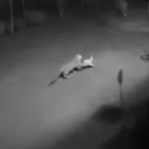 Vídeo mostra onça atacando cachorro dentro de condomínio.