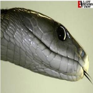 Mamba-negra, uma das cobras mais venenosas do mundo...