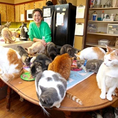 Conheça a mulher que mora com mais de 1.000 gatos em sua pequena casa