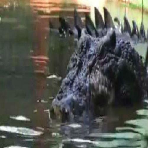 O maior crocodilo do mundo mantido em cativeiro 