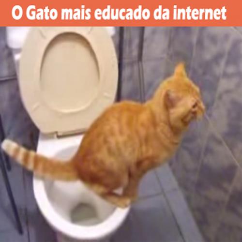 O Gato mais educado da internet usando a privada.