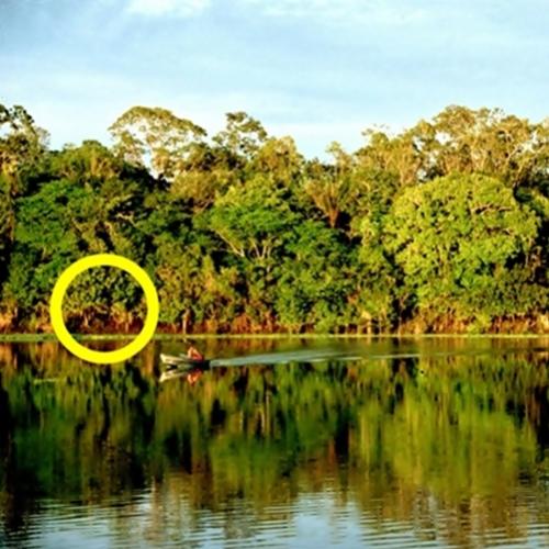 10 fatos sobre a natureza da floresta amazônica que a tornam única