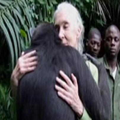 Despedida Emocionante de Chimpanzé e Sua Salvadora Comove o Mundo