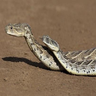 Você já viu cobras em momento de acasalamento ? Então veja