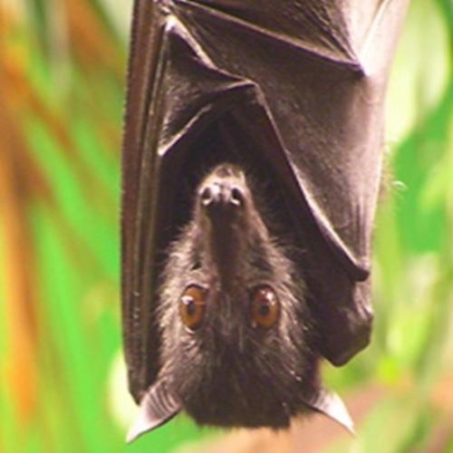 Coisas surpreedentes sobre os morcegos 