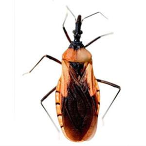 Doença de Chagas: Descoberta de nova espécie de barbeiro