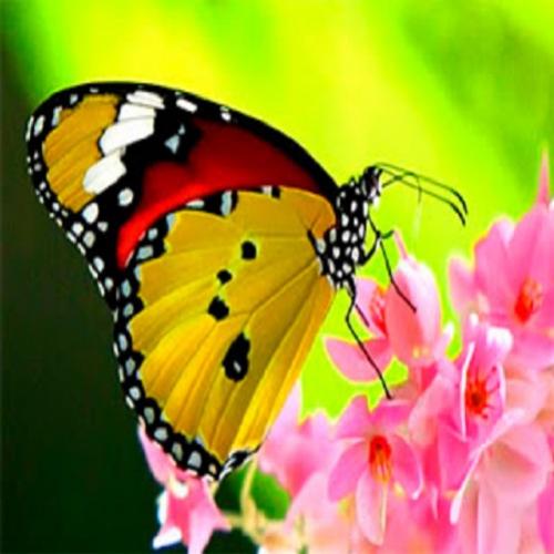 Quais as diferenças entre borboletas e  mariposas?
