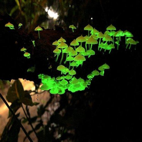 A beleza dos cogumelos bioluminescentes