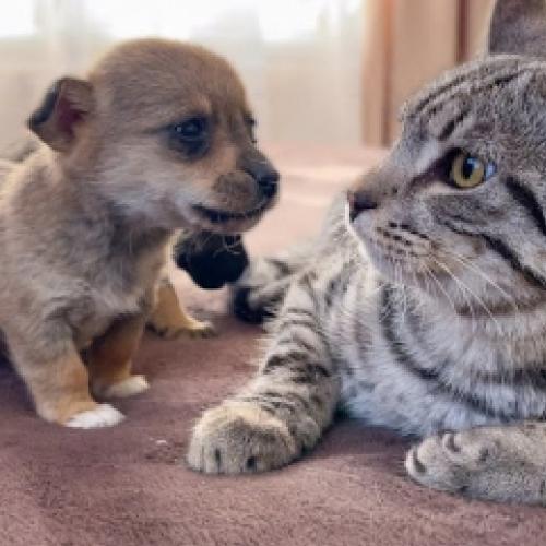 Gato conhece filhotes pela primeira vez, qual sua reação?