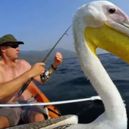 Pescador ensina um pelicano órfão a pescar