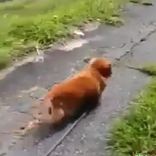 Homem finge desmaio para testar fidelidade de seu cão