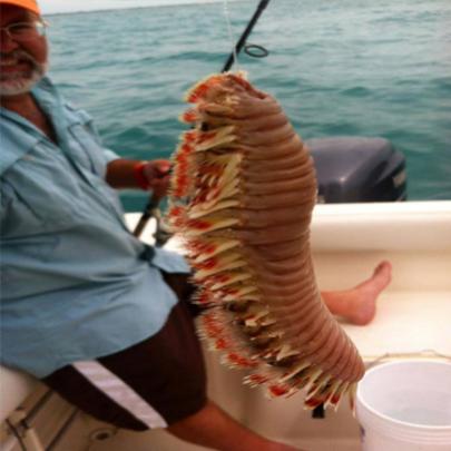 Pescador encontra enorme verme no oceano