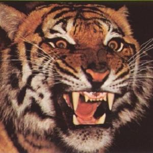 Tigre mata seu domador no circo do México