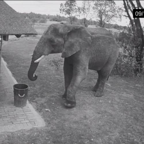 Elefante com TOC não pode ver lixo no chão