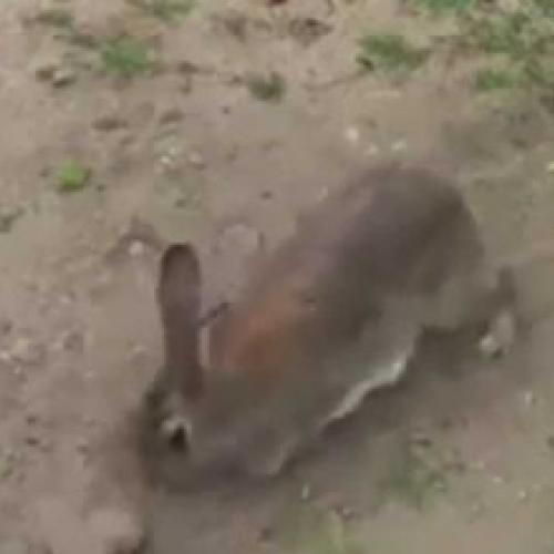 Vídeo mostra como mamãe coelho esconde seus filhotes