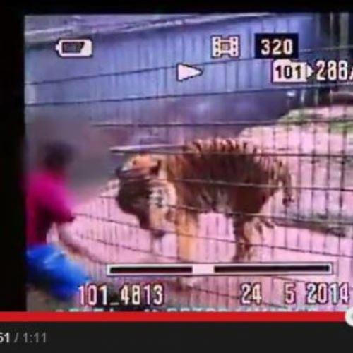 Criança de 11 anos provoca tigre e tem braço amputado
