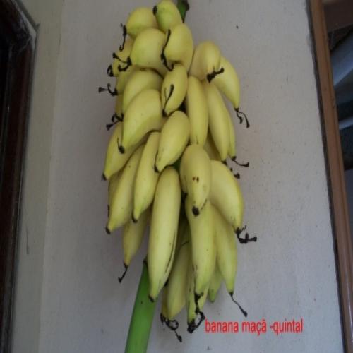 Banana maçã e seus benefícios