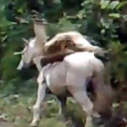Bêbado tenta subir no cavalo e leva um capote