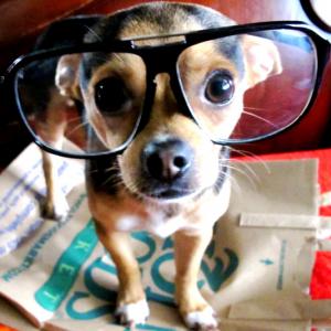 Ciência: Cães são os animais com mais “inteligência social”