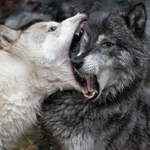 Existem 2 lobos brigando dentro de você, mas só um irá vencer
