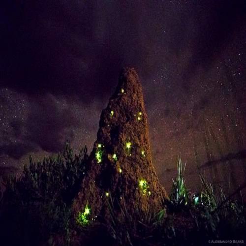 Os cupinzeiros bioluminescentes