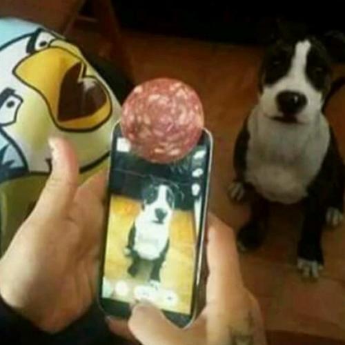 Tire uma foto perfeita do seu cão usando este truque