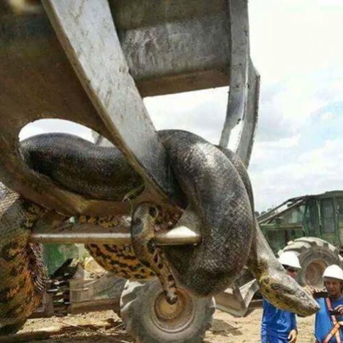 Maior cobra do planeta é capturada no Brasil