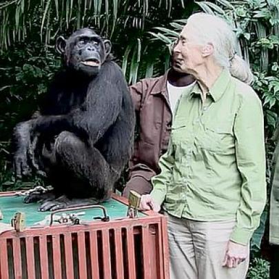 Inesperada reação de uma Chimpanzé ao ser solta depois da Reabilitação