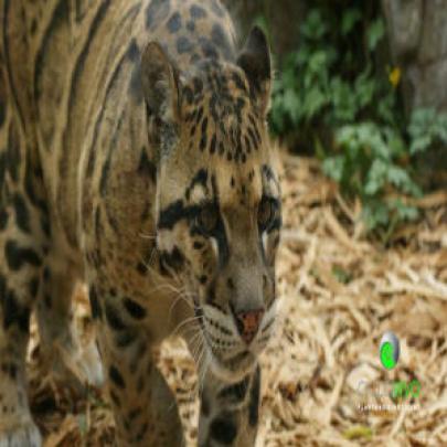 Leopardo nebuloso foi extinto e você não conheceu
