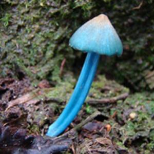 Reino Fungi: descobeto sete novas espécies de fungos em Paranapiacaba