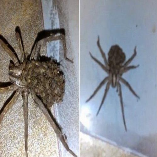 Aranha de 10 cm invade residência com dezenas de 'bebês nas costas'