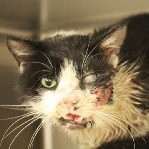 Gato zumbi reaparece depois de 5 dias morto