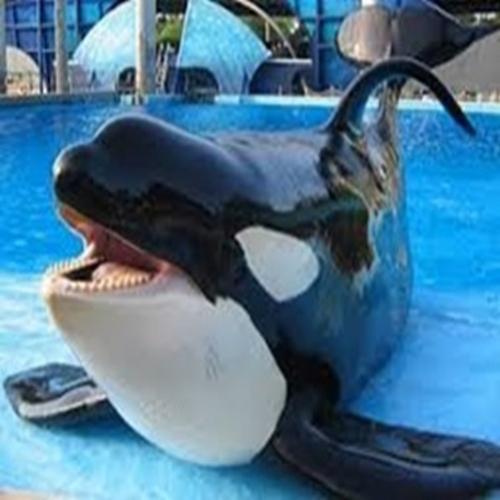 Baleia orca: informações importantes 