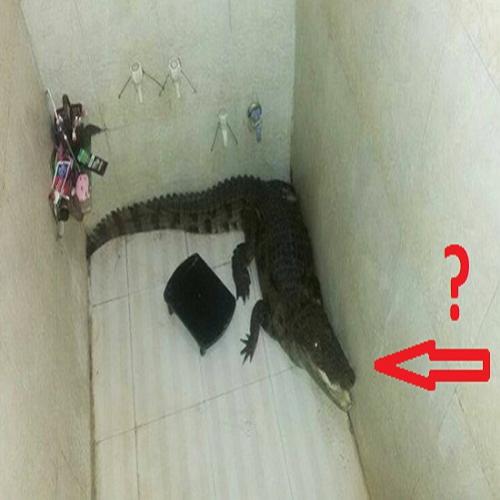 O que você faria ao se deparar com um crocodilo no banheiro?