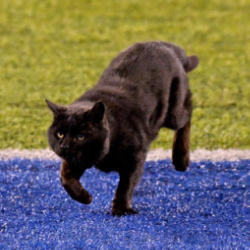 Gato invade estádio de futebol americano e causa confusão