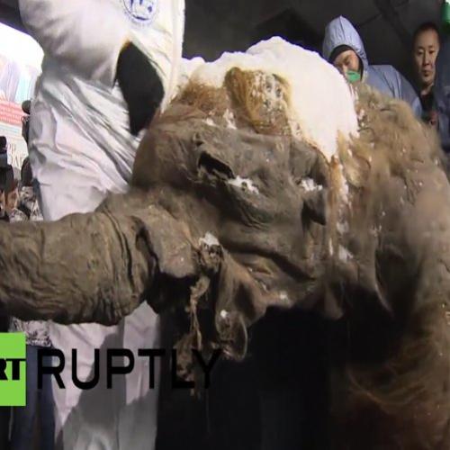 Mamute de 40.000 anos chega em Moscou 