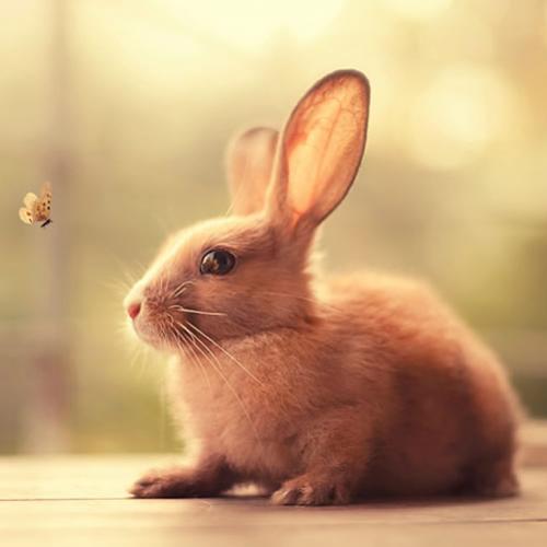 Ele são tão fofinhos… estes coelhinhos lindos!