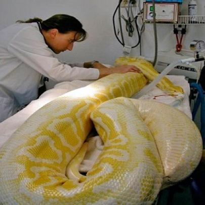 Serpente engole cobertor e precisa passar por cirurgia