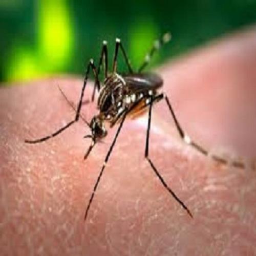 Sete estratégias para se proteger contra o mosquito da dengue