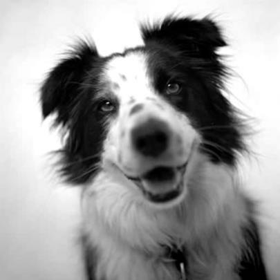 7 lições infalíveis de como educar um cachorro para ser feliz e obedie