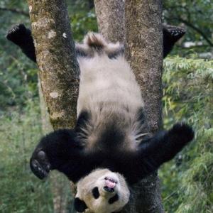 Kung fu panda da vida real - Vídeo