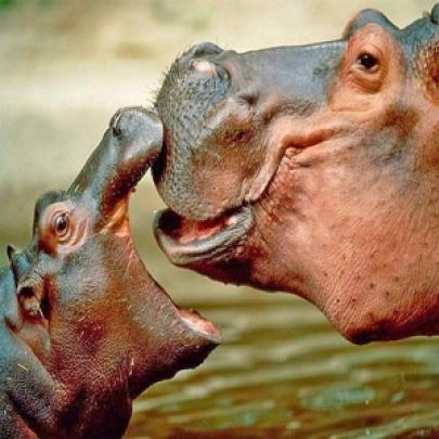 Por que os hipopótamos tem o leite cor-de-rosa ?