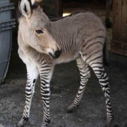 Nasce na Itália filhote de zebra com burro.