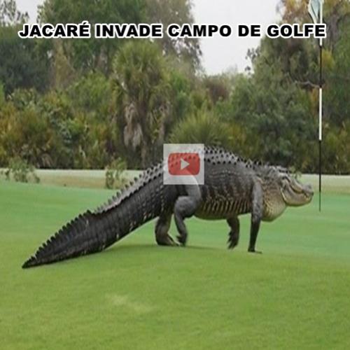 Jacaré gigante invade campo de golfe na Flórida