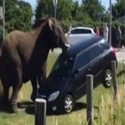 Após ser agredido por tratador, elefante de circo ataca carros e pesso