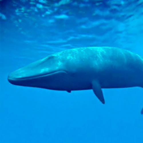 Uma população desconhecida de baleias azuis foi ouvida no Oceano